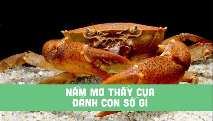 Nằm mơ thấy cua đánh số mấy