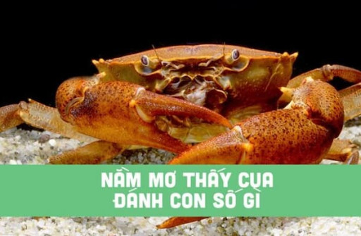 Nằm mơ thấy cua đánh số mấy